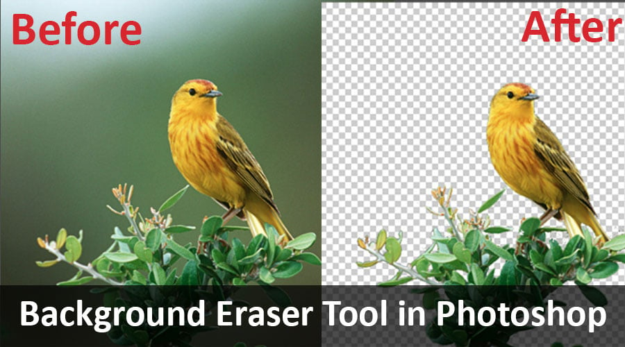 Background Eraser Tool in Photoshop | How to Use background eraser tool