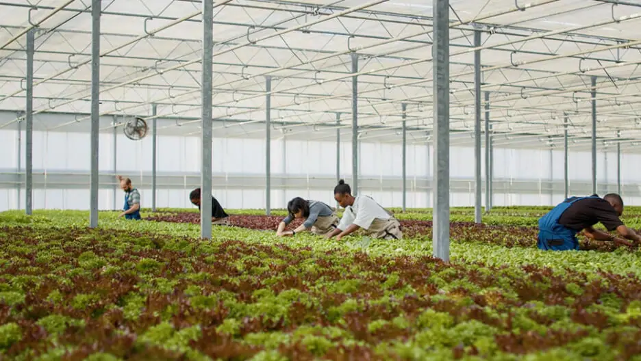 Advantages and Disadvantages of Organic Farming - Advantages of Organic farming