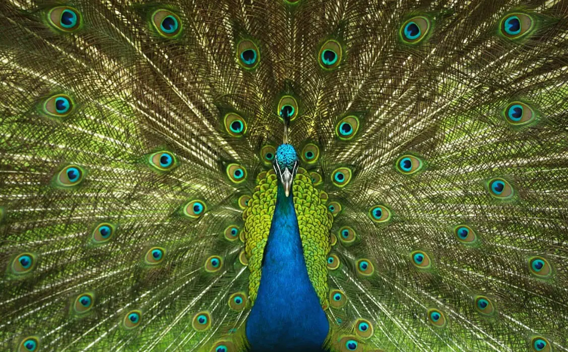 Essay on Peacock