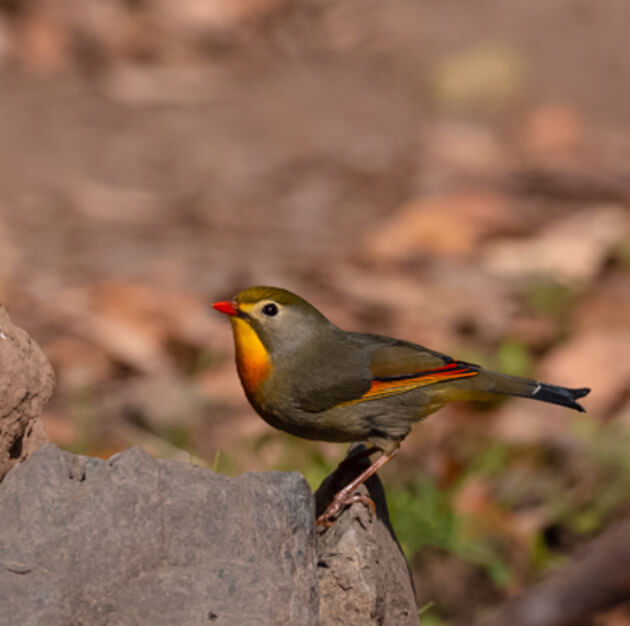 Tourist Places in Nainital - Kilbury Bird Sanctuary