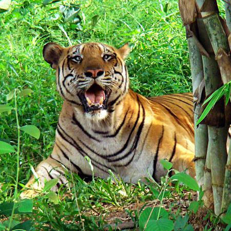 Tourist Places in Tripura-Sepahijala Wildlife Sanctuary