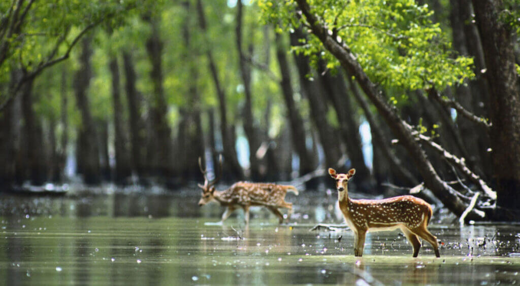 Sundarbans Mangrove Forests