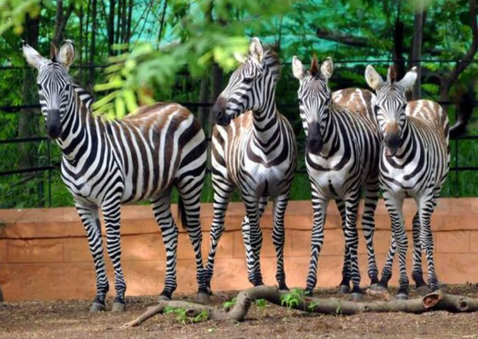 Zoological Garden