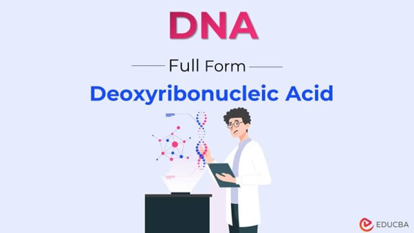 full-form-of-dna-discovery-structure-and-forms-of-dna