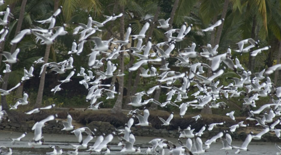 Tourist Places in Kozhikode - Kadalundi Bird Sanctuary