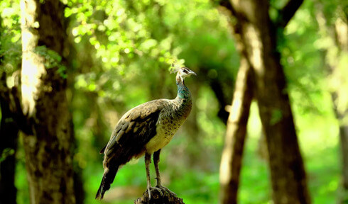 Ranthambore