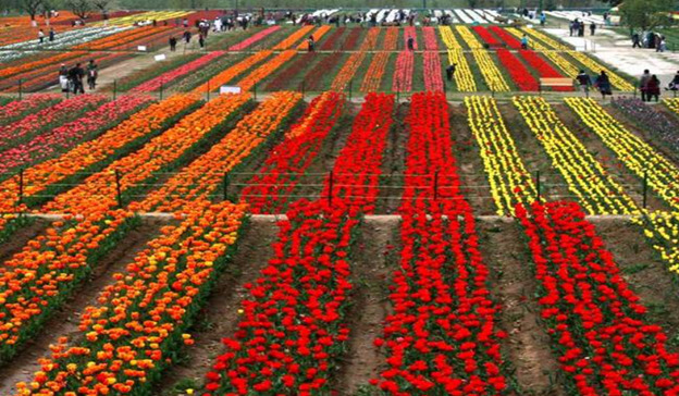 Tourist Places in Srinagar - Tulip Garden