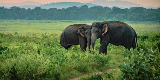Top Tourist Places in Sri Lanka - Udawalawe National Park