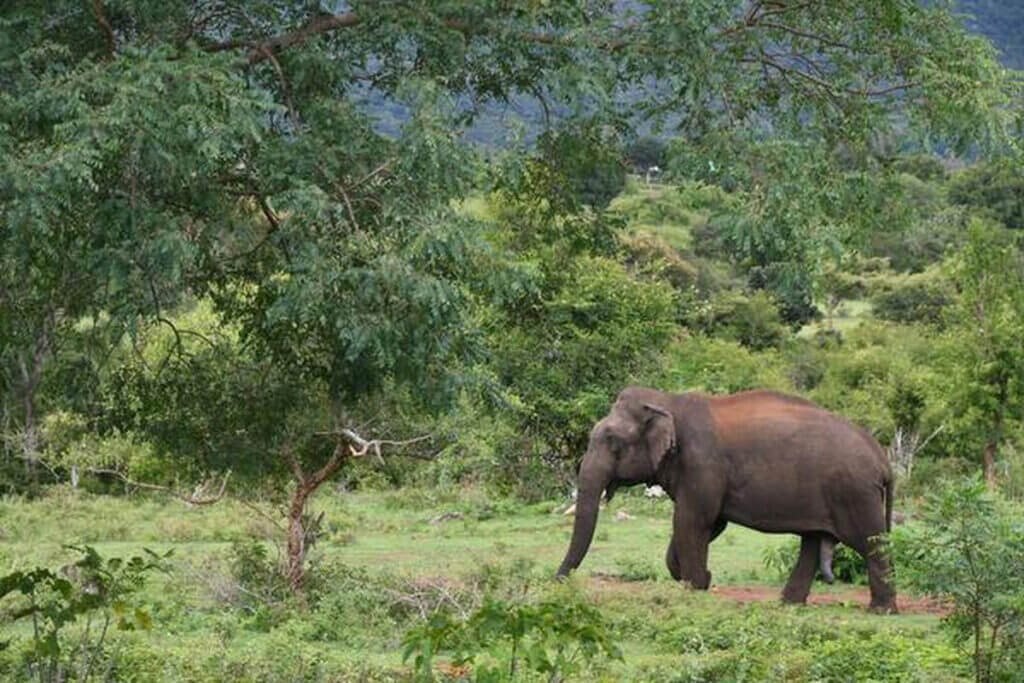 Tourist Places in Dibrugarh Top 4 Tourist Places in Dibrugarh