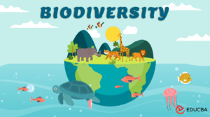 write an essay on biodiversity and its protection