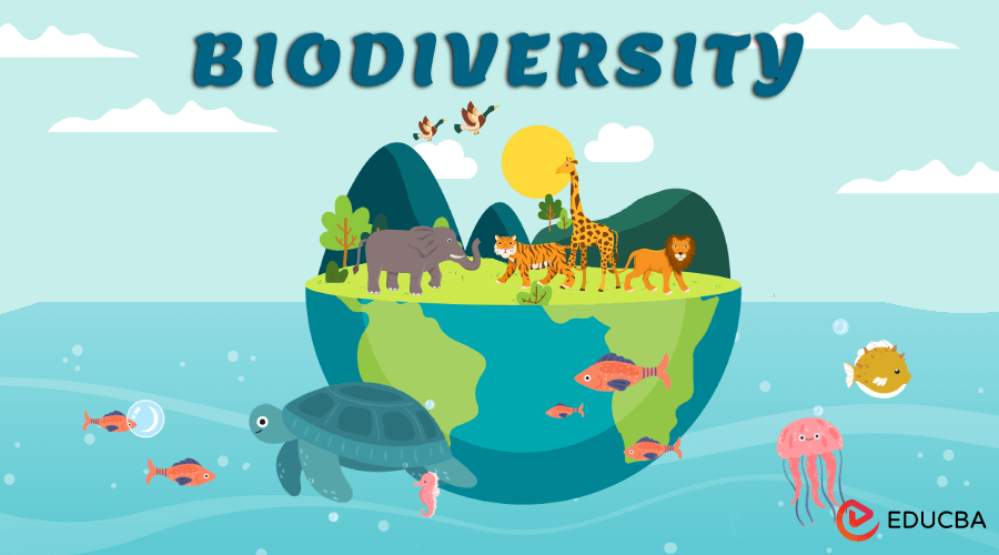 Essay on Biodiversity