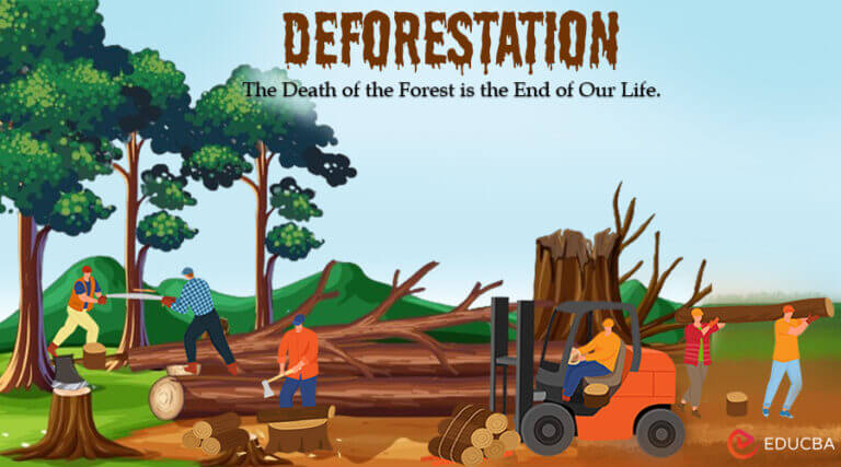 essay about deforestation solution