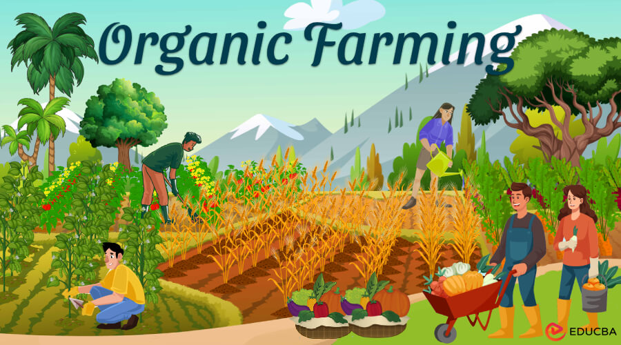 Essay on Organic Farming