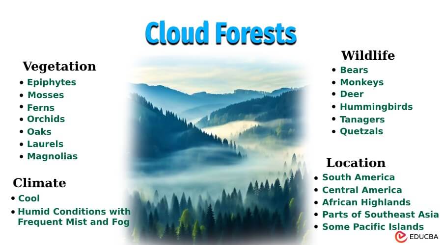 Cloud Forests