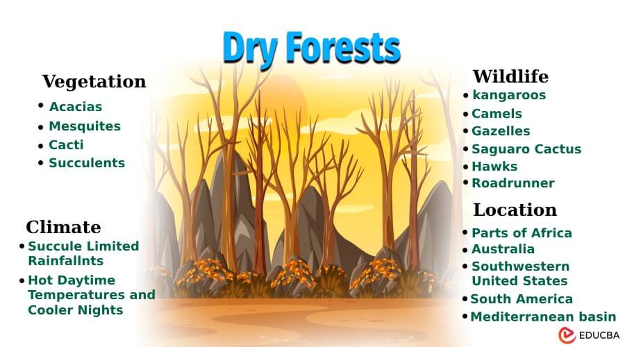 Dry Forests