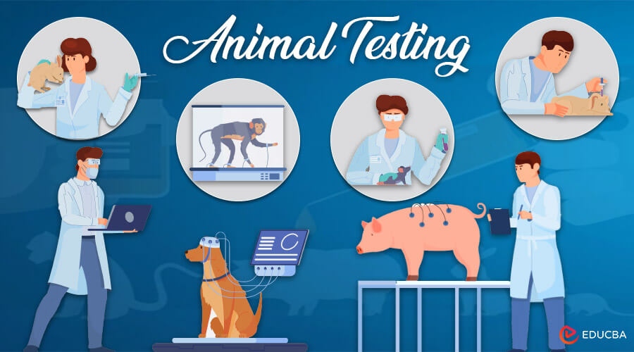 Essay on Animal Testing