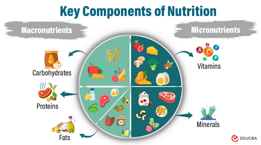 Key Components of Nutrition