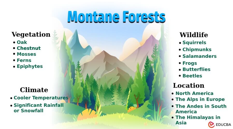 Montane Forests
