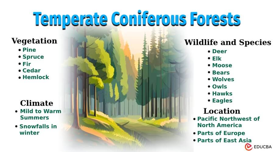 Temperate Coniferous Forests