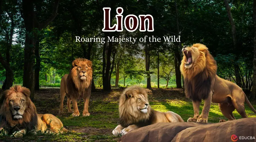 Essay on Lion