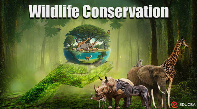 forest and wildlife conservation essay