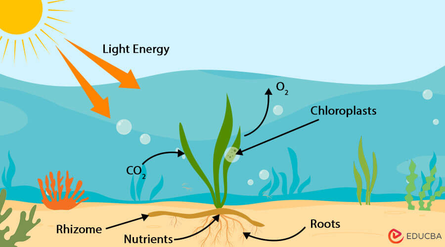 Aquatic Plants Photosynthesis