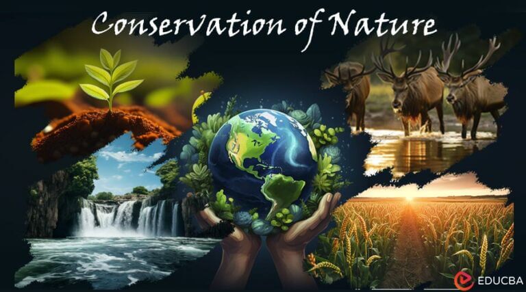Essay On Conservation Of Nature 2300 Words A Study Essay On Conservation Of Nature 2300 Words A Study