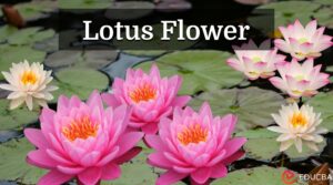 Essay on Lotus Flower