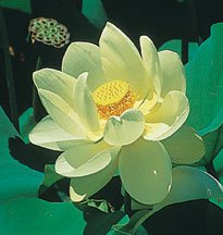 Nelumbo lutea (American Lotus)