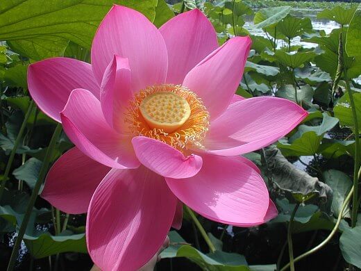 Nelumbo nucifera (Sacred Lotus)
