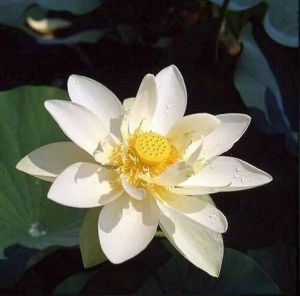 Nelumbo nucifera var. 'alba' (White Lotus)