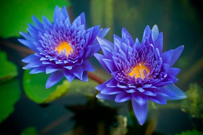 Nelumbo nucifera var. 'kamalasana' (Blue Lotus)