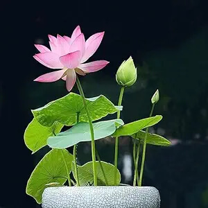 Nelumbo nucifera var. 'ocamponis' (Dwarf Lotus)