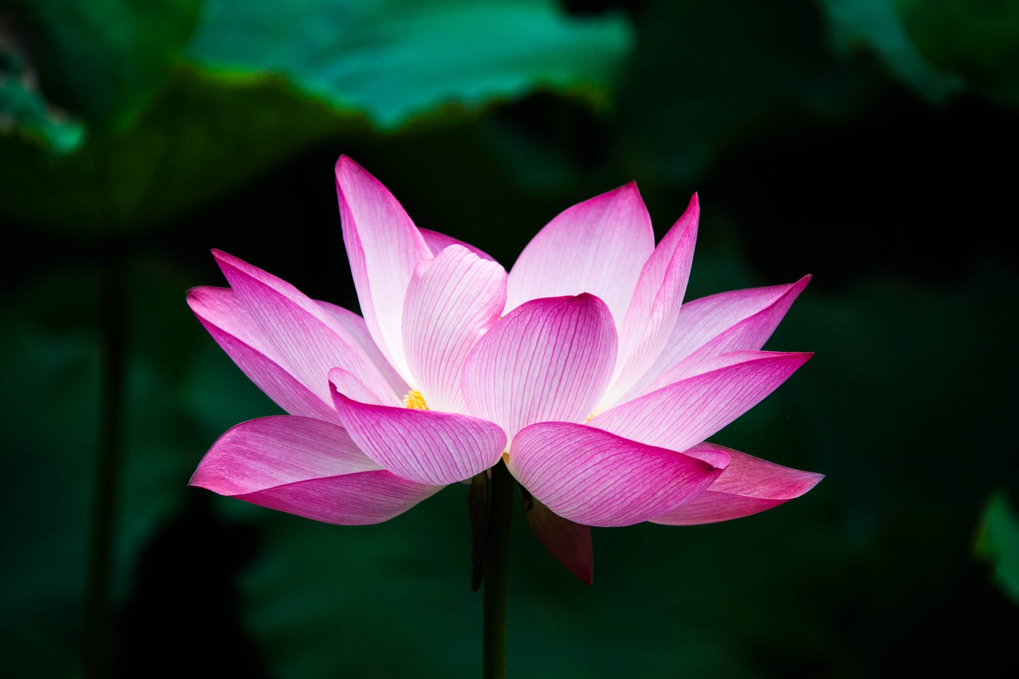 Nelumbo nucifera var. 'rosea' (Pink Lotus)