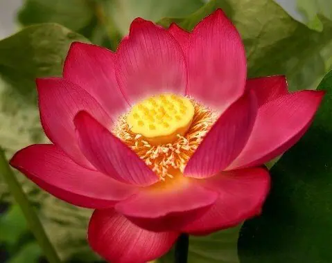 Nelumbo nucifera var. 'rubra' (Red Lotus)