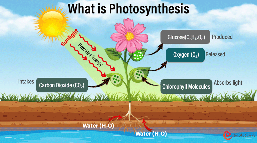 What is Photosynthesis? The Process of Photosynthesis