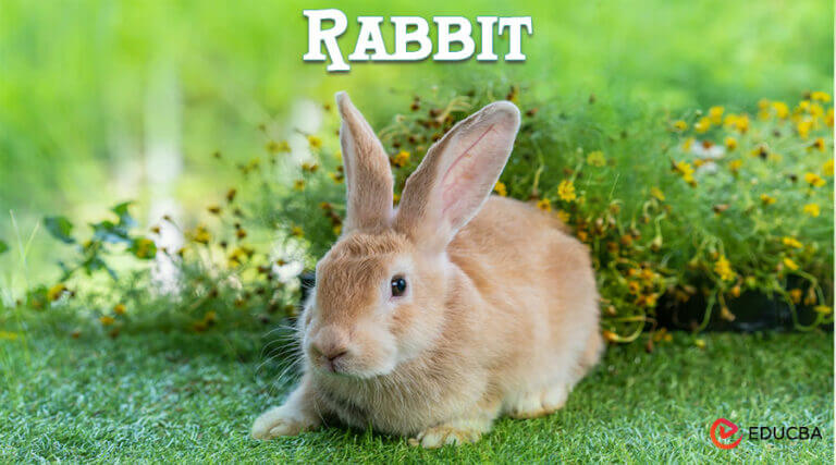 essay about rabbit