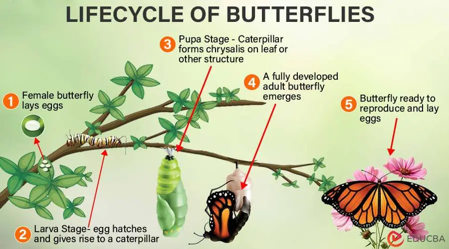 Lifecycle of Butterflies