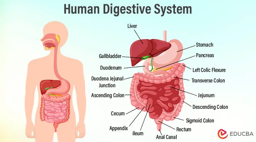 Essay on Human Digestive System