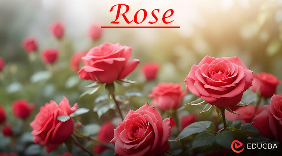 Essay on Rose