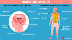 Nervous System: Understanding Its Role and Function