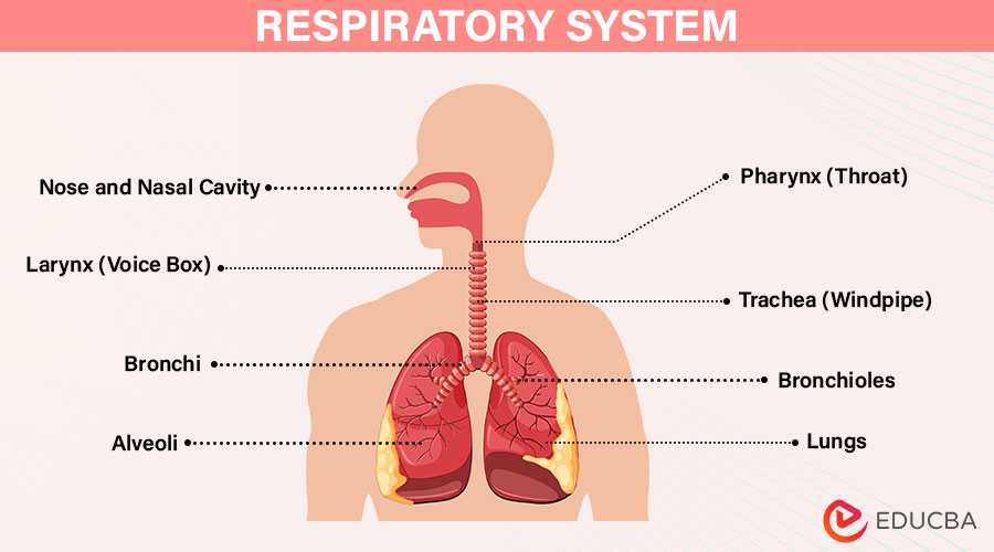 Respiratory System