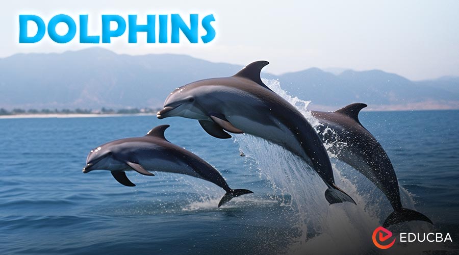 Dolphins