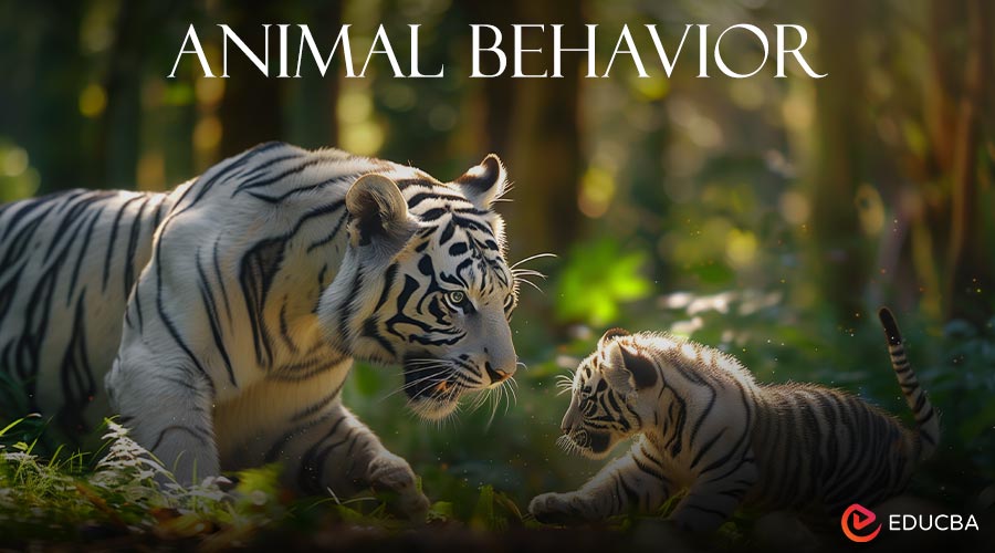 Animal Behavior