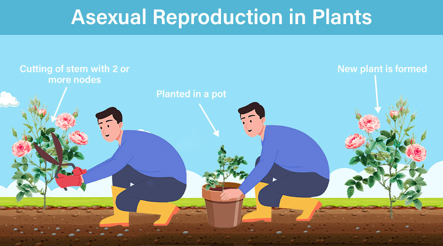 Asexual Reproduction in Plants 