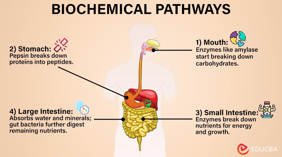 Biochemical Pathways