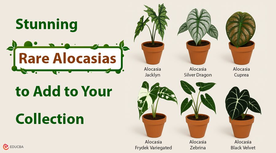 Rare Alocasias