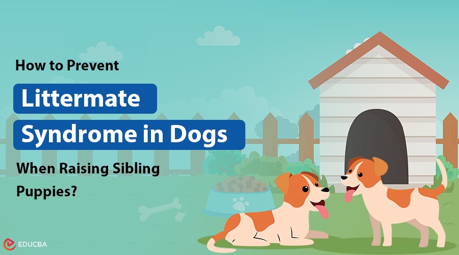 Littermate Syndrome in Dogs