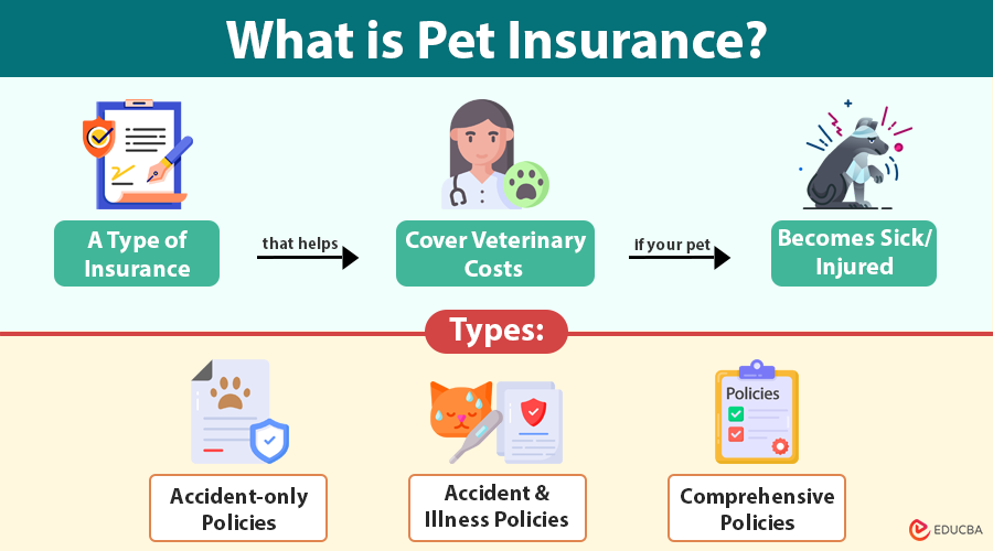 Pet Insurance