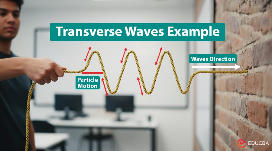 Transverse Waves Example